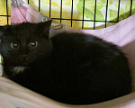 Кошки в Санкт-Петербурге: Чернвш малыш 3,5 мес Мальчик, Бесплатно - фото 2
