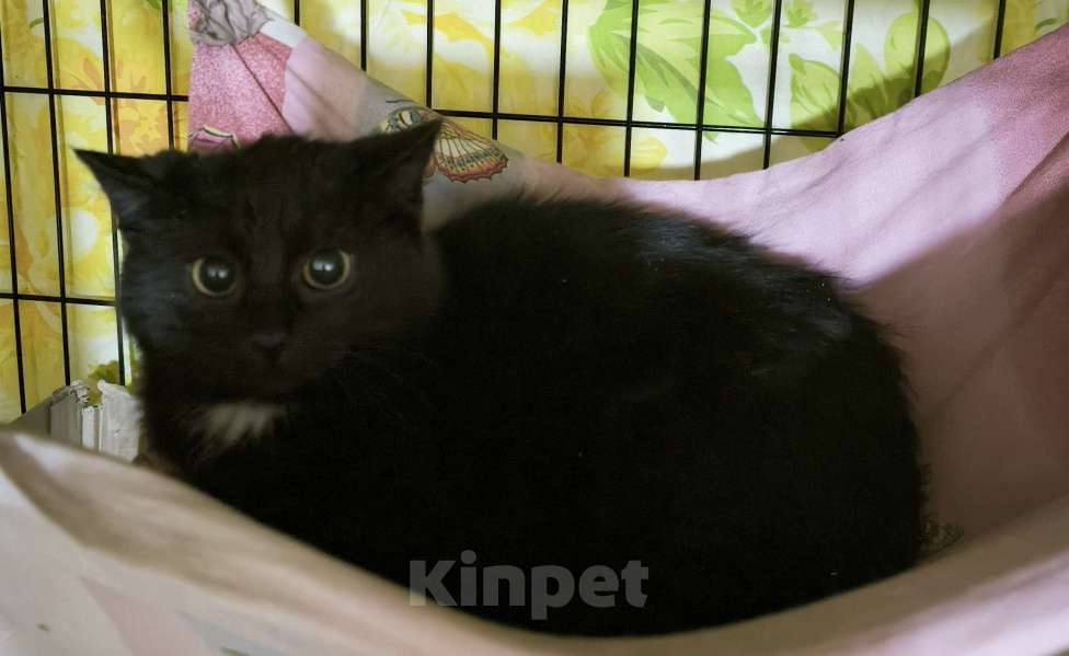 Кошки в Санкт-Петербурге: Чернвш малыш 3,5 мес Мальчик, Бесплатно - фото 2