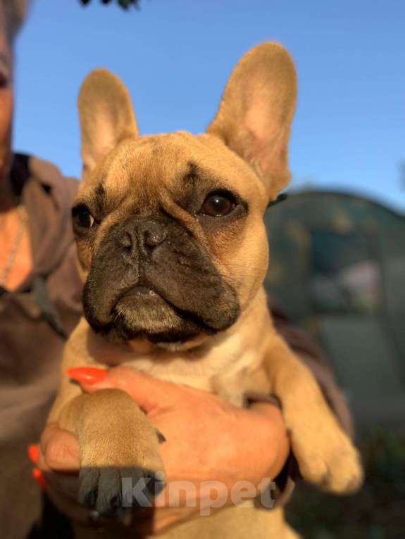 Собаки в Брянске: Щенок французского бульдога Девочка, 30 000 руб. - фото 1
