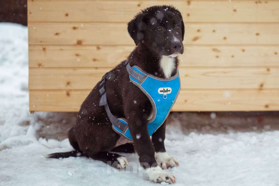 Собаки в Москве: щенок Тим ждет семью в приюте Мальчик, Бесплатно - фото 5