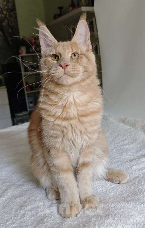 Кошки в Чайковском: Мальчик Мейн кун. MCO окрас - e 09 кремовый с белым Мальчик, 45 000 руб. - фото 9