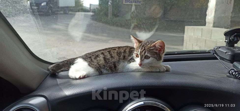 Кошки в Ульяновске: Ласковая девочка 2 мес. Девочка, Бесплатно - фото 3