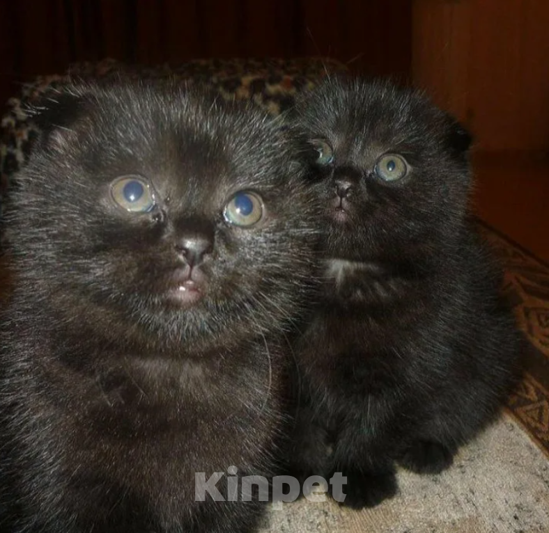 Кошки в Сыктывкаре:  🔻Продам шотландских котят вислоухие и прямоухие💕🐈  Мальчик, Бесплатно - фото 2