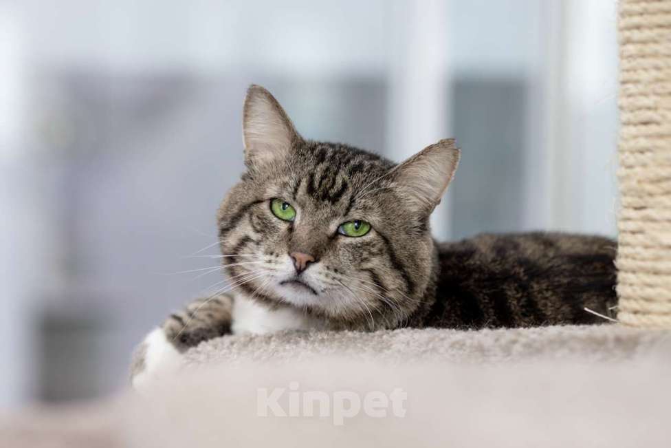 Кошки в Москве: Кот Сатурн в добрые руки Мальчик, Бесплатно - фото 6