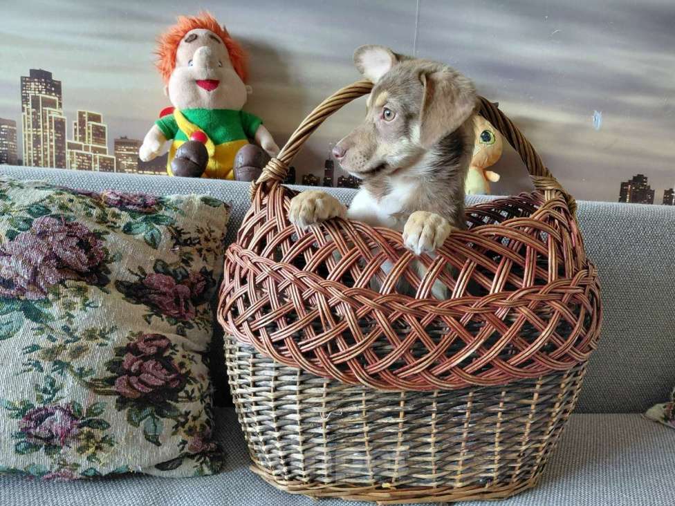 Собаки в Санкт-Петербурге: Красивый щеночек мелкого размера Девочка, Бесплатно - фото 6