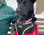 Собаки в Ногинске: Маруся-Юся идеальная собака Девочка, Бесплатно - фото 4