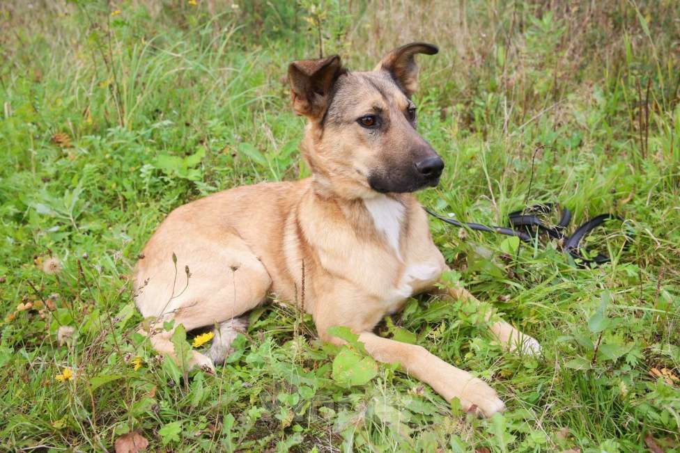 Собаки в Москве: Яся Девочка, Бесплатно - фото 9