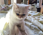 Кошки в Челябинске: Котики экзотики ищут дом Мальчик, Бесплатно - фото 2