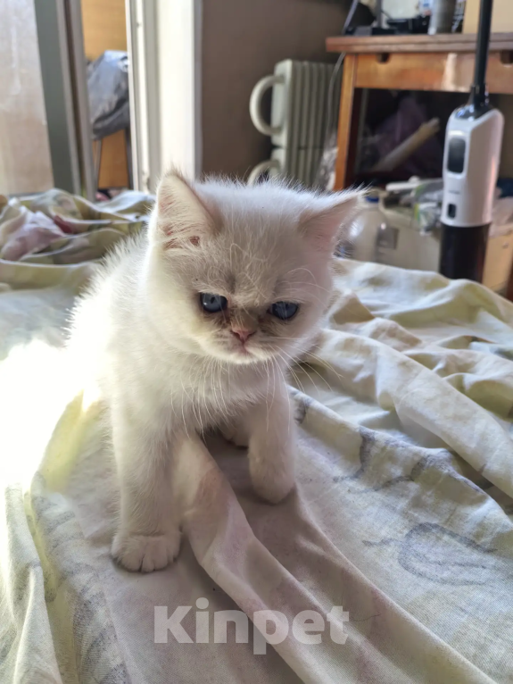 Кошки в Челябинске: Котики экзотики ищут дом Мальчик, Бесплатно - фото 2