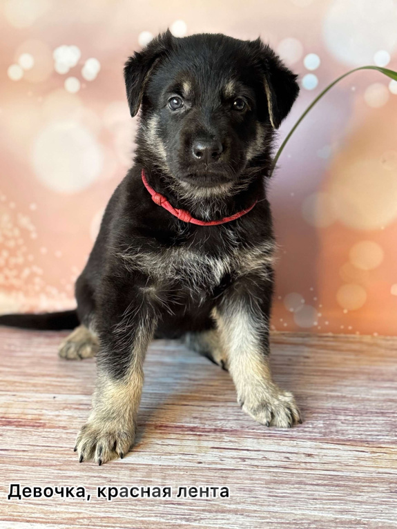 Собаки в Красноярске: Щенки восточноевропейской овчарки  Девочка, 60 000 руб. - фото 1