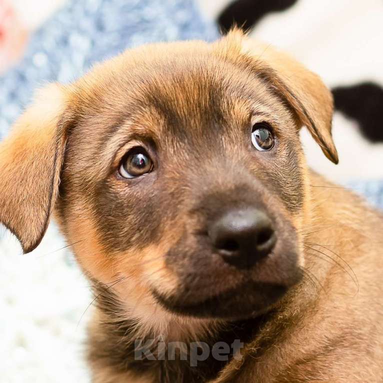 Собаки в других городах Ленинградской области: Щенки в добрые руки  Мальчик, Бесплатно - фото 9