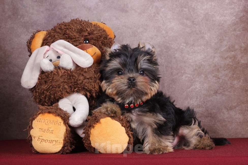 Собаки в Москве: Йоркширский сладкий курносик Синабон РКФ Мальчик, 55 000 руб. - фото 4