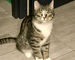 Кошки в Санкт-Петербурге: Котик полосатик подросток Виктор  Мальчик, Бесплатно - фото 2