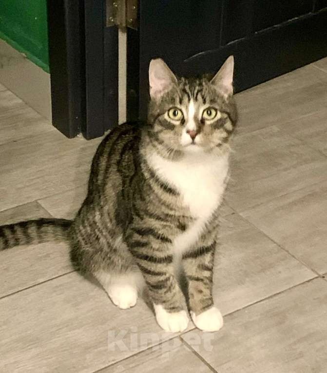 Кошки в Санкт-Петербурге: Котик полосатик подросток Виктор  Мальчик, Бесплатно - фото 2