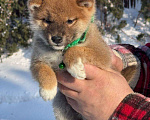 Собаки в Москве: Сиба-ину мальчик Мальчик, 50 000 руб. - фото 4