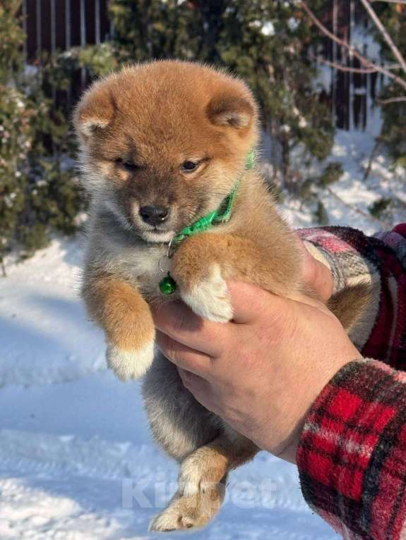 Собаки в Москве: Сиба-ину мальчик Мальчик, 50 000 руб. - фото 4