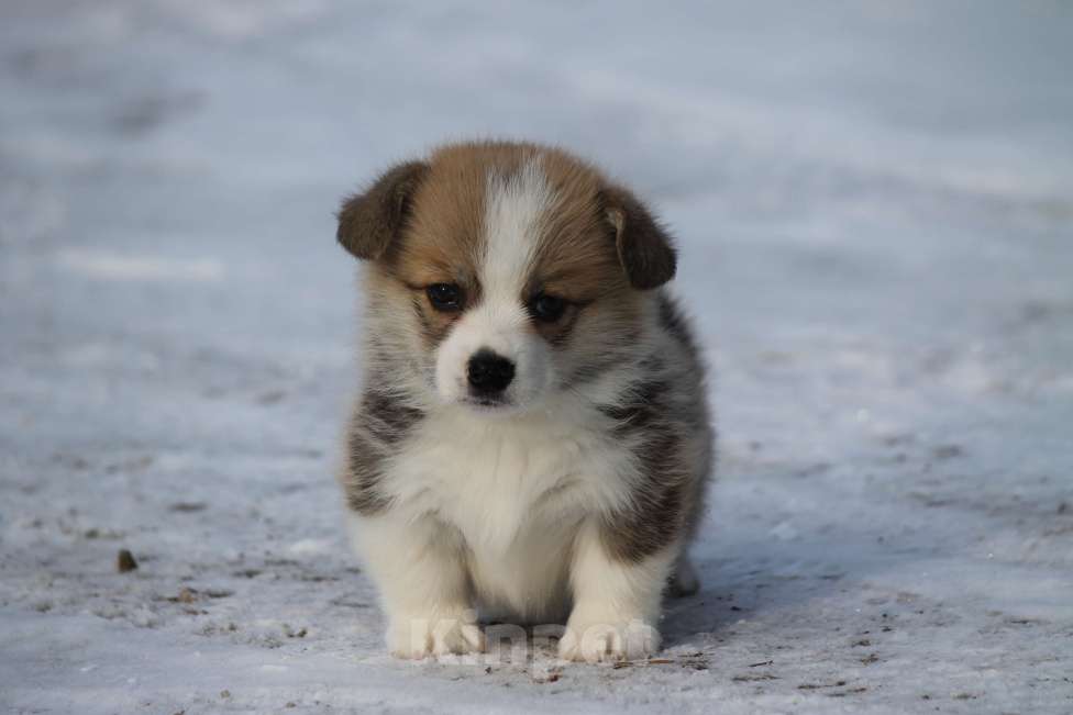 Собаки в Одинцово: Вельш Корги Пемброк Девочка, 60 000 руб. - фото 3