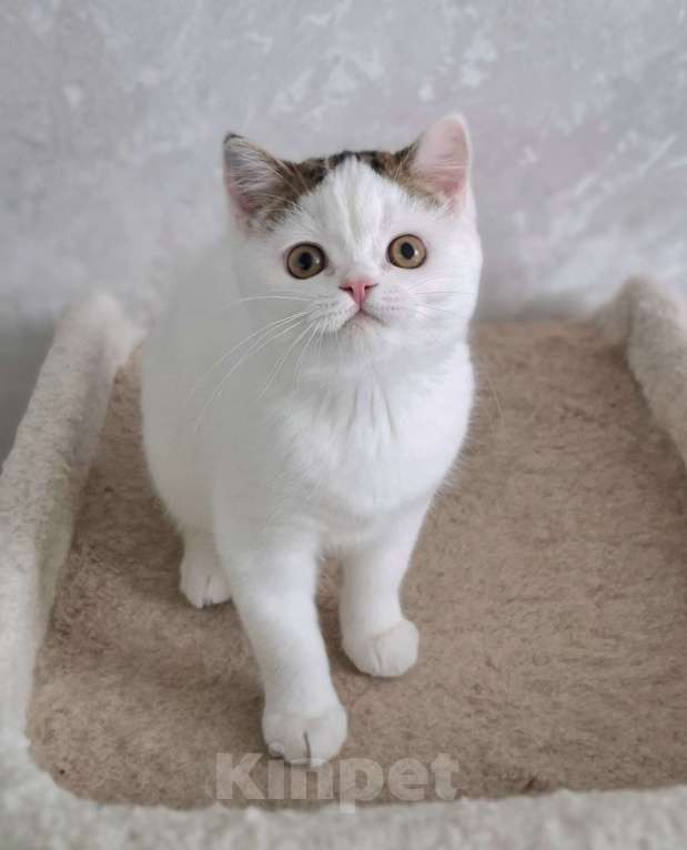 Кошки в Ярославле: Шотландский короткошерстный котенок Мальчик, 25 000 руб. - фото 3