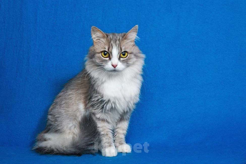 Кошки в Москве: Пушистая Женева ищет дом Девочка, Бесплатно - фото 8