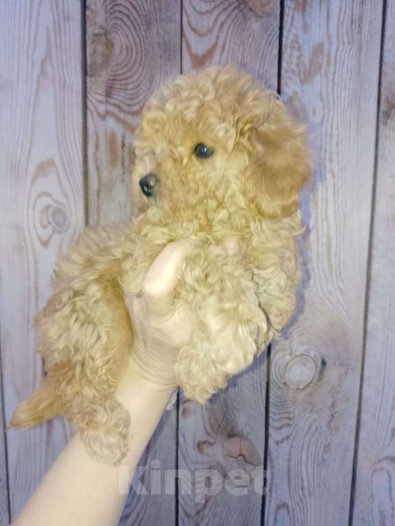 Собаки в Новосибирске: Щенки пуделя Разнополые, 30 000 руб. - фото 1