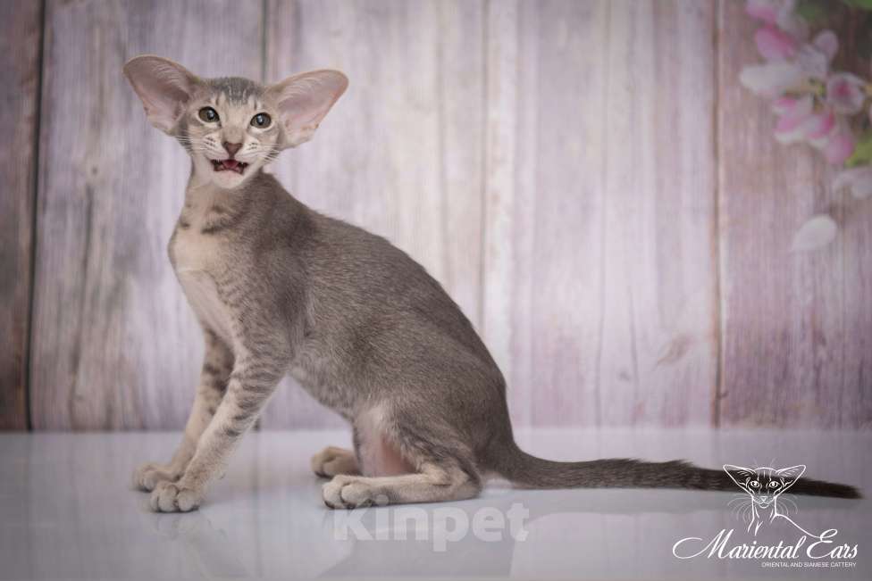 Кошки в Санкт-Петербурге: Ориентал в современном типе  Девочка, 120 000 руб. - фото 7