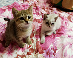 Кошки в Мытищах: Британская и Шотландская породы  Девочка, 12 000 руб. - фото 4