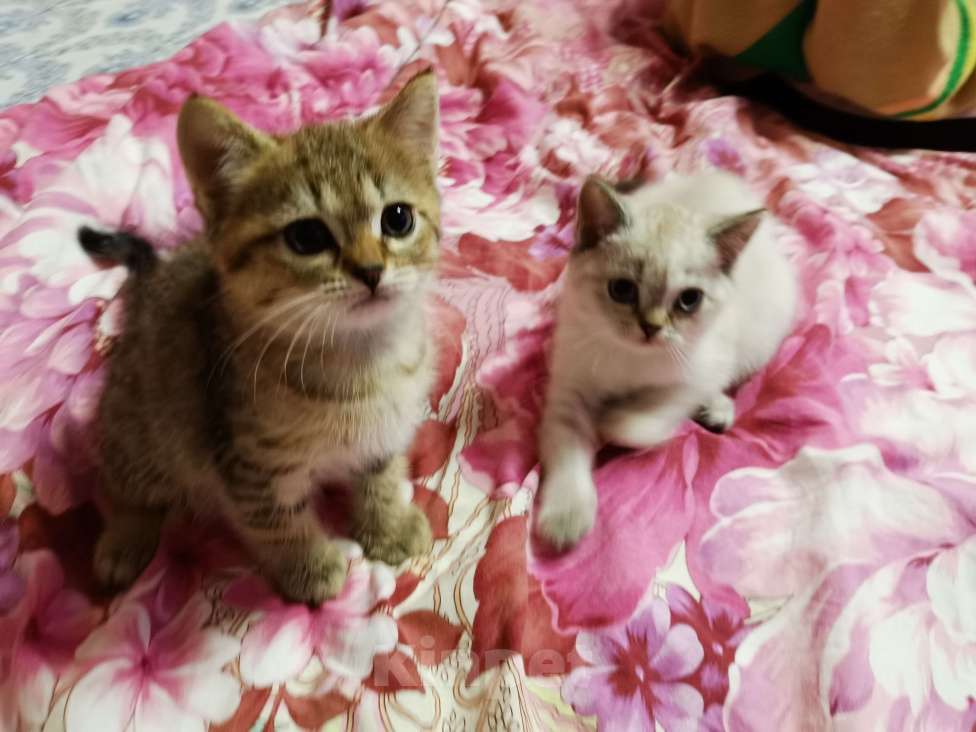 Кошки в Мытищах: Британская и Шотландская породы  Девочка, 12 000 руб. - фото 4