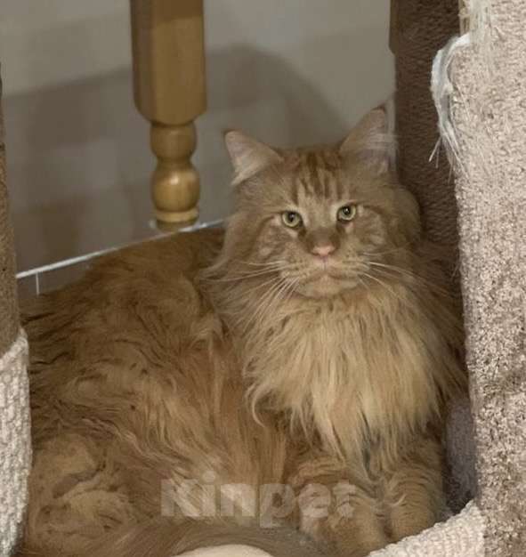 Кошки в Можге: !!!ПОТЕРЯЛСЯ КОТ!!! Мальчик, 10 000 руб. - фото 4