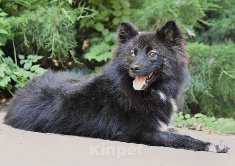 Собаки в Москве: Ненецкая оленегонная лайка. Кобель Черный принц. Мальчик, 60 000 руб. - фото 2