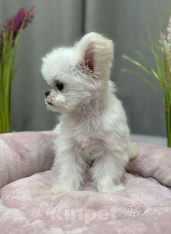 Собаки в Москве: Молли.  Эксклюзивное Микро Девочка, 150 000 руб. - фото 5