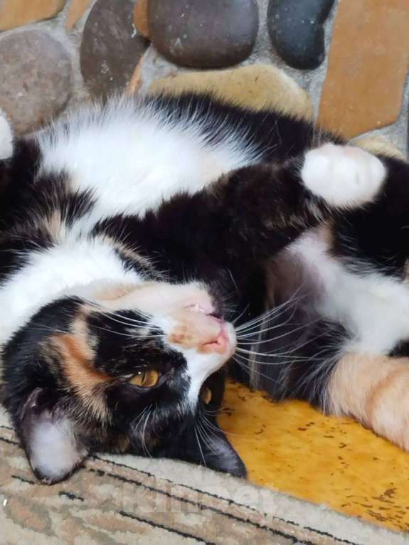 Кошки в Москве: Кошечка домой Девочка, Бесплатно - фото 2