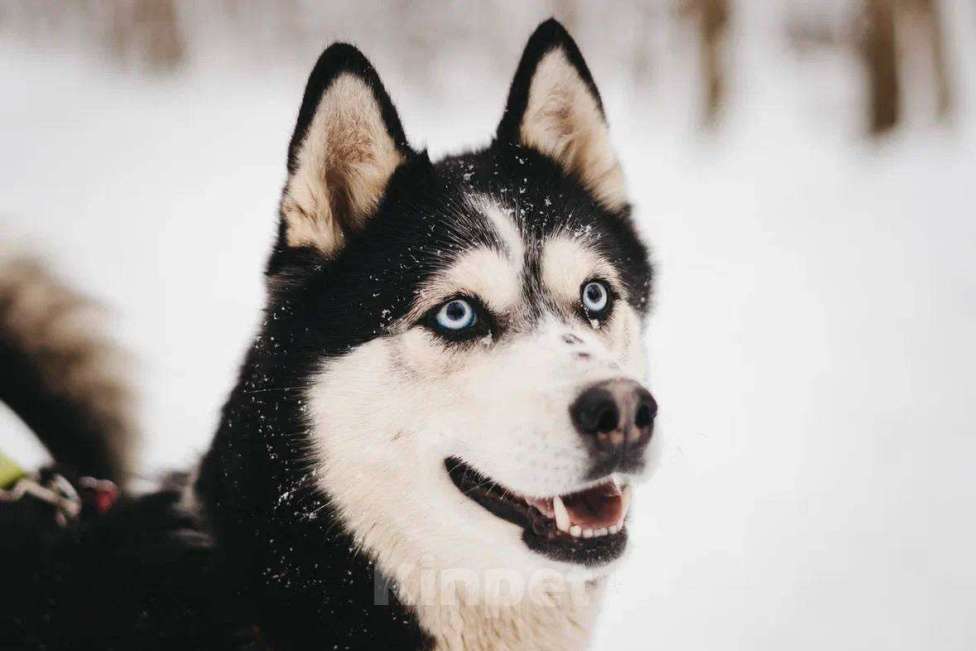 Собаки в Москве: Мива ищет дом Девочка, Бесплатно - фото 6