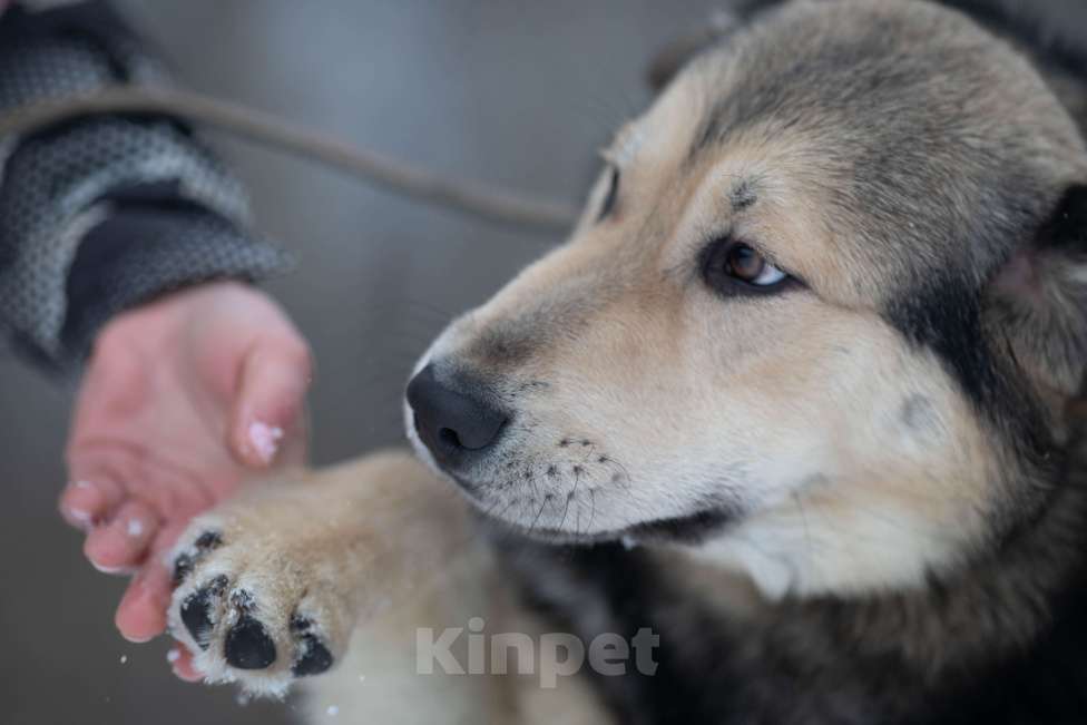Собаки в Москве: Виччи Мальчик, Бесплатно - фото 2