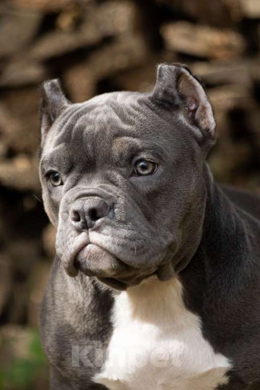 Собаки в Москве: Очаровательная девочка Американский Булли Девочка, 180 000 руб. - фото 4