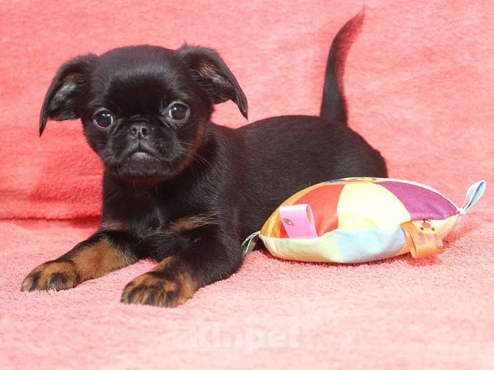 Собаки в Санкт-Петербурге: Шалунишка Мальчик, 80 000 руб. - фото 1