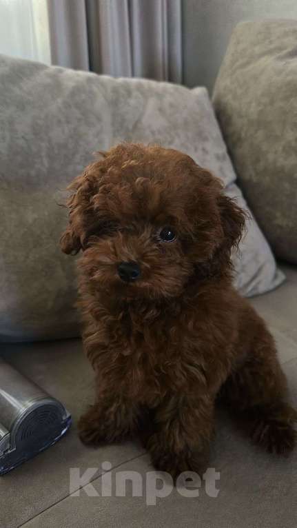 Собаки в Калининграде: Вязкa микpo тикап пудeль Корея Мальчик, 35 000 руб. - фото 5