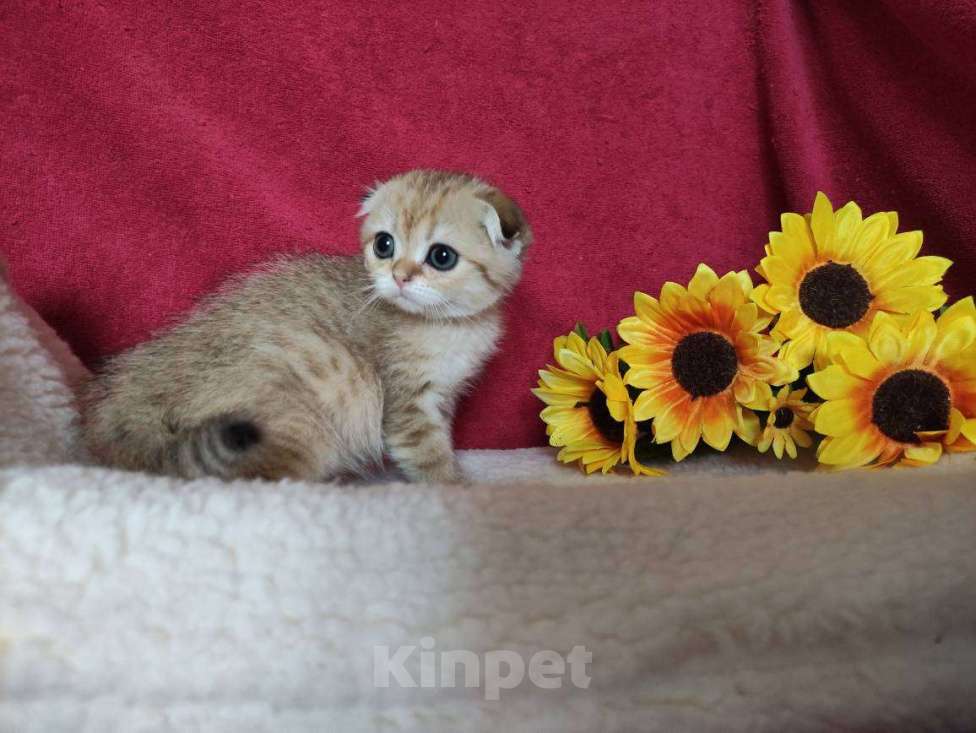 Кошки в Казани: Шотландская вислоухая золотая кошечка Ивори Девочка, 30 000 руб. - фото 4
