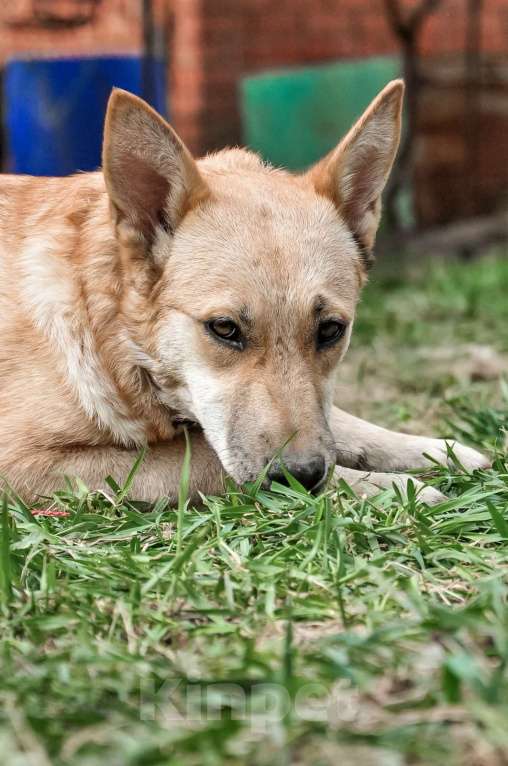 Собаки в Москве: Очаровательная Лиса в добрые рука Девочка, Бесплатно - фото 5