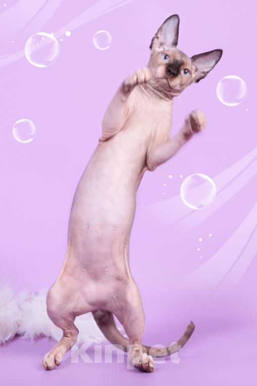 Кошки в Москве: Питомник Скорпион предлагает котят. Мальчик, Бесплатно - фото 7