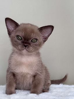 Бурма. Котята. Питомник Европейской бурмы