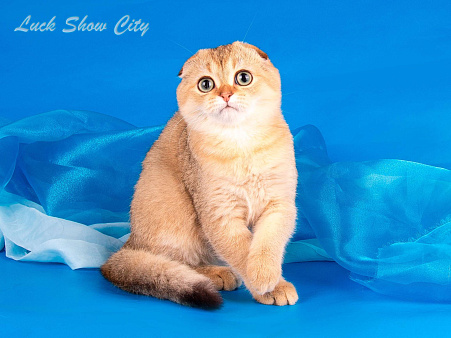 Золотой мальчик скоттиш фолд