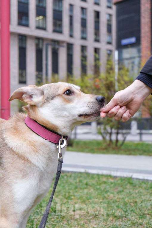 Собаки в Москве: Сдадут в приют, если не найдется дом Мальчик, Бесплатно - фото 3