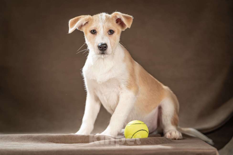 Собаки в Клине: Майло — весёлый озорник готов дарить вам улыбки Мальчик, Бесплатно - фото 5