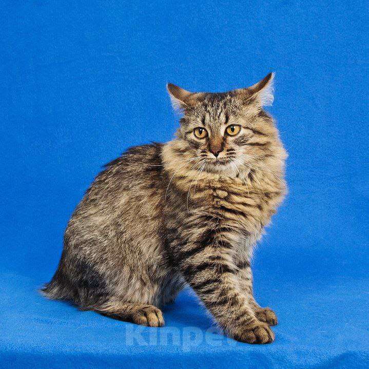 Кошки в Москве: котенок Орешек ищет дом Мальчик, Бесплатно - фото 8