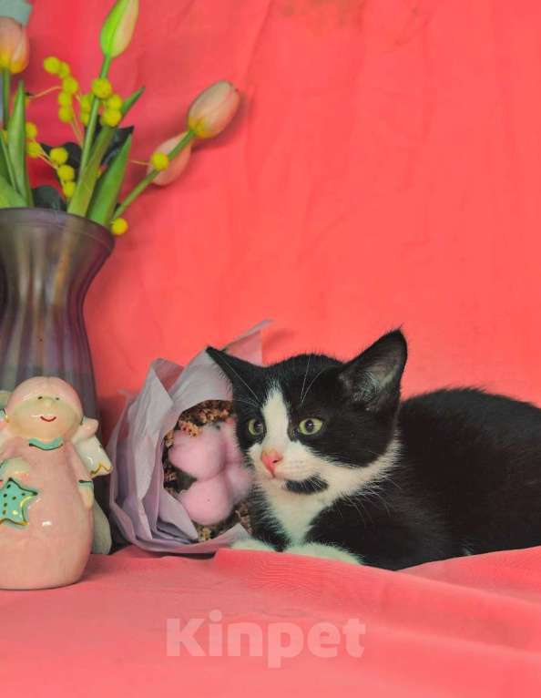 Кошки в Екатеринбурге: Котенок в добрые руки  Девочка, Бесплатно - фото 2