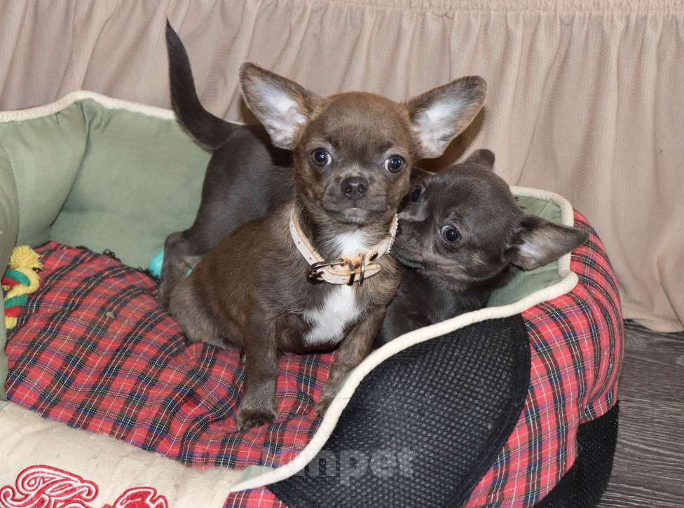 Собаки в Москве: Голубо-Тигровая чихуахуа🌸 Девочка, 55 000 руб. - фото 5