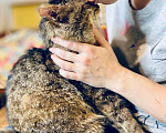 Кошки в Москве: Портос - кот со сложной судьбой в добрые руки Мальчик, Бесплатно - фото 9