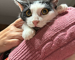 Кошки в Москве: Котик Мишенька ищет дом! Мальчик, Бесплатно - фото 10