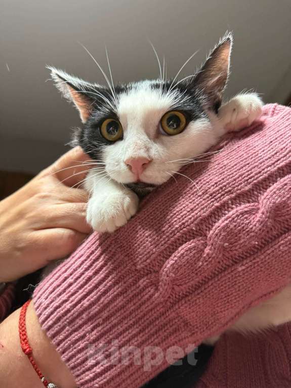 Кошки в Москве: Котик Мишенька ищет дом! Мальчик, Бесплатно - фото 10