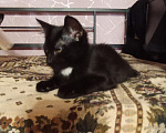 Кошки в Жуковском: Котята в добрые руки Мальчик, Бесплатно - фото 6
